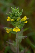 David Plant Photography - Wildlife Photography - Yellow bartsia - H