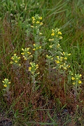 David Plant Photography - Wildlife Photography - Yellow bartsia - I