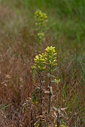 David Plant Photography - Wildlife Photography - Yellow bartsia - K