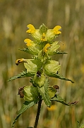 David Plant Photography - Wildlife Photography - Yellow rattle - A