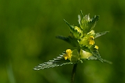 David Plant Photography - Wildlife Photography - Yellow rattle - D