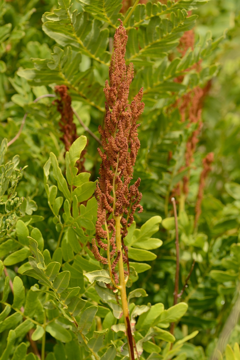 David Plant Photography - Wildlife Photography - Royal fern - A.jpg - Royal fern - Norfolk