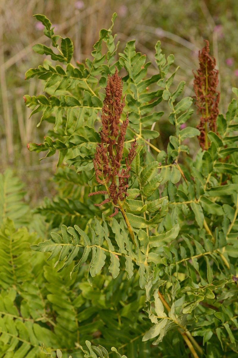 David Plant Photography - Wildlife Photography - Royal fern - B.jpg - Royal fern - Norfolk