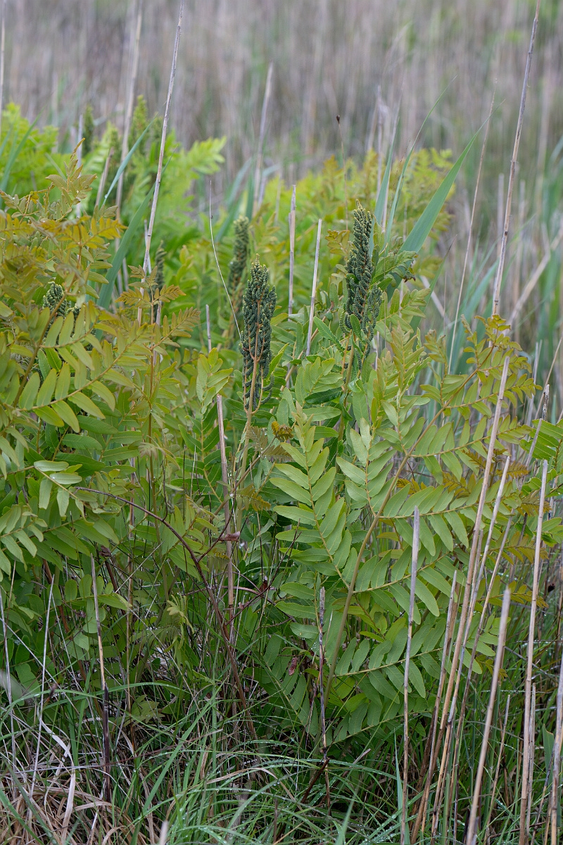 David Plant Photography - Wildlife Photography - Royal fern - D.jpg - Royal fern - Cornwall