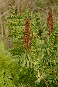 David Plant Photography - Wildlife Photography - Royal fern - B