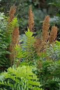 David Plant Photography - Wildlife Photography - Royal fern - C