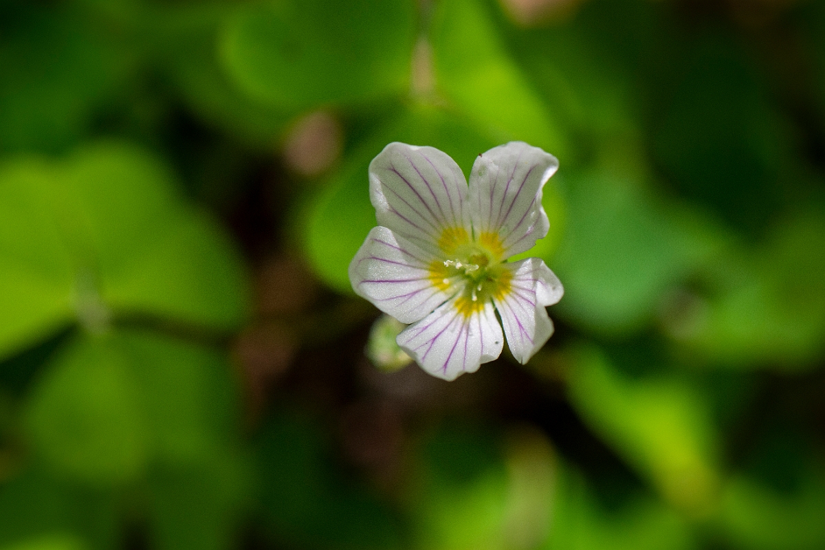 David Plant Photography - Wildlife Photography - Wood sorrel - B.JPG - Wood sorrel - Argyll