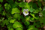 David Plant Photography - Wildlife Photography - Wood sorrel - A