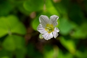 David Plant Photography - Wildlife Photography - Wood sorrel - B