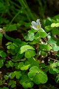 David Plant Photography - Wildlife Photography - Wood sorrel - C