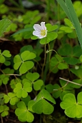 David Plant Photography - Wildlife Photography - Wood sorrel - D