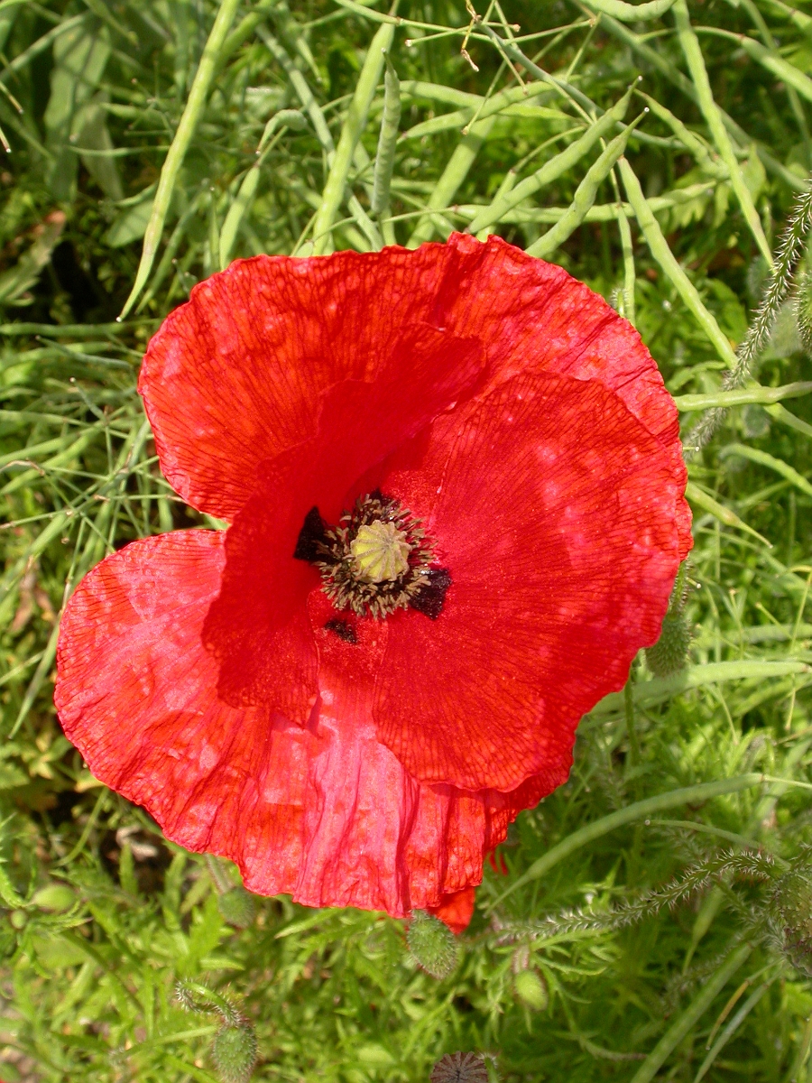 David Plant Photography - Wildlife Photographer - Common poppy flower - A.jpg - Common poppy flower - Buckinghamshire