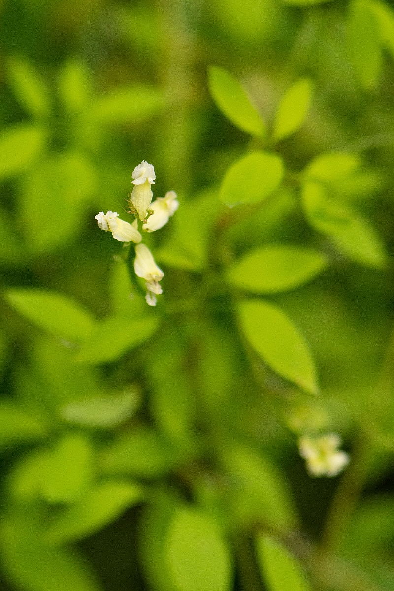 David Plant Photography - Wildlife Photography - Climbing corydalis - B.JPG - Climbing corydalis - Norfolk