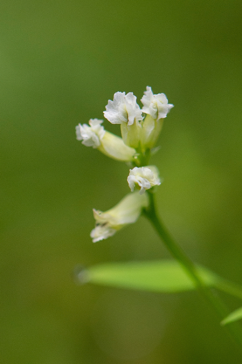 David Plant Photography - Wildlife Photography - Climbing corydalis - D.JPG - Climbing corydalis - Norfolk