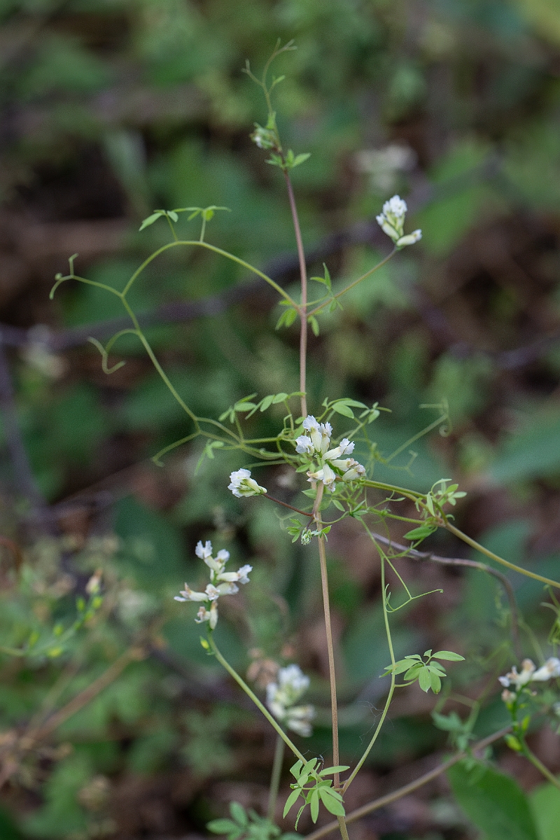 David Plant Photography - Wildlife Photography - Climbing corydalis - E.jpg - Climbing corydalis - Norfolk
