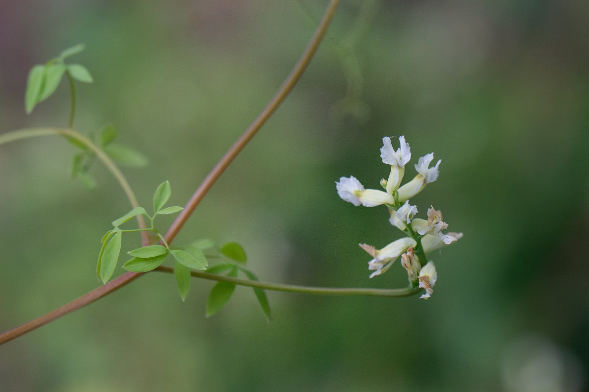 David Plant Photography - Wildlife Photography - Climbing corydalis - F.jpg - Climbing corydalis - Norfolk