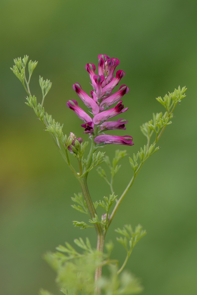 David Plant Photography - Wildlife Photography - Common fumitory - A.JPG - Common fumitory - Suffolk