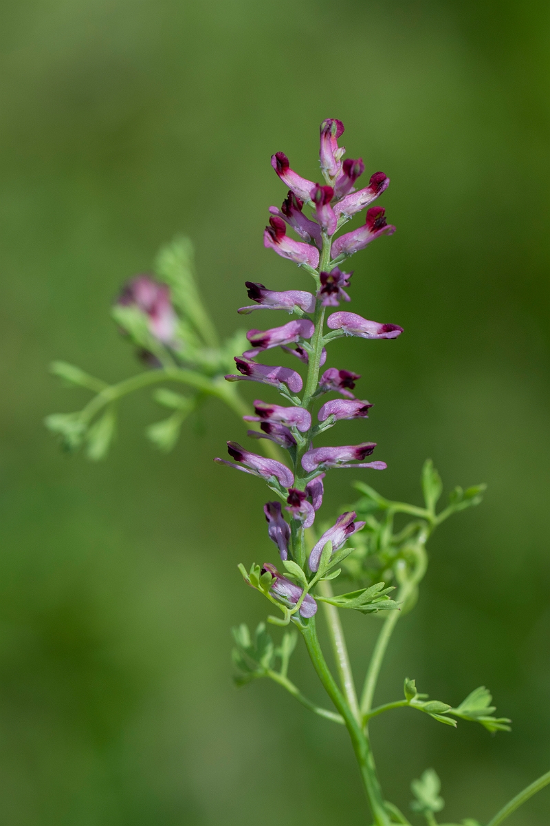 David Plant Photography - Wildlife Photography - Common fumitory - H.JPG - Common fumitory - Hertfordshire