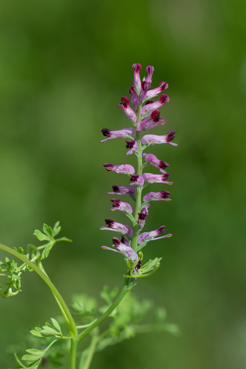 David Plant Photography - Wildlife Photography - Common fumitory - I.JPG - Common fumitory - Hertfordshire