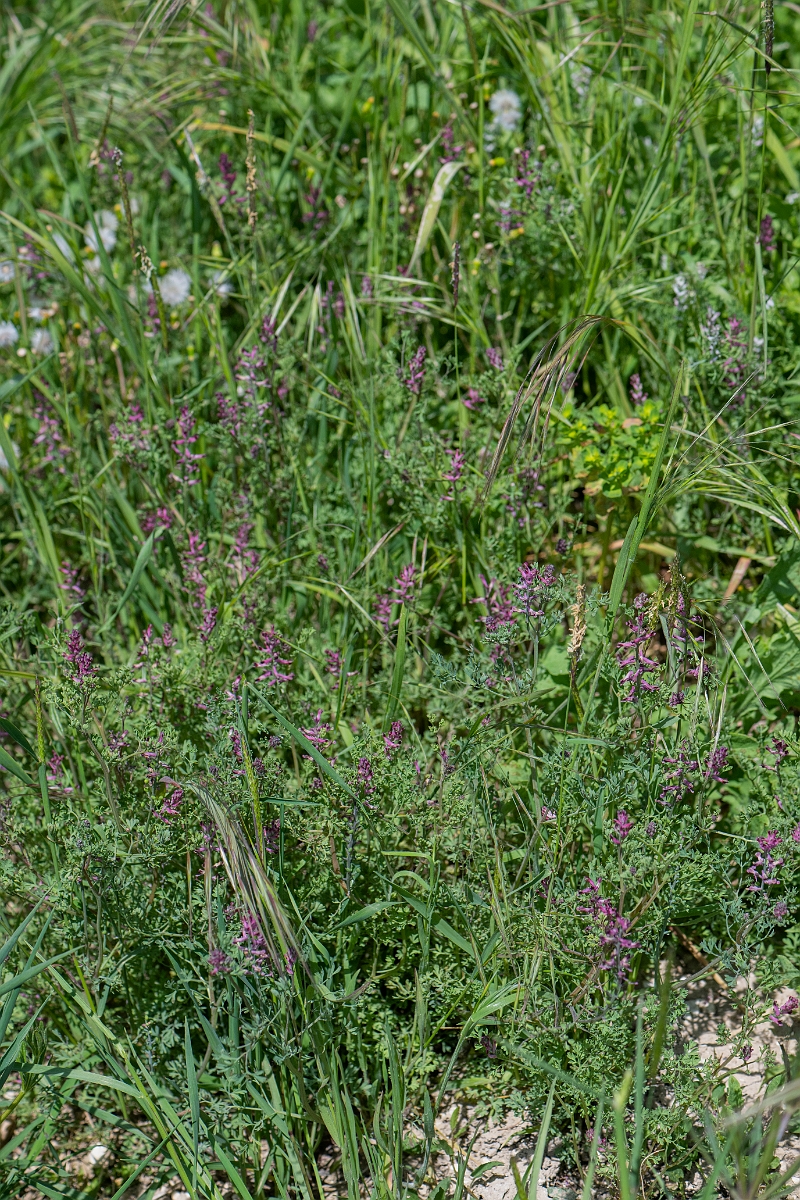 David Plant Photography - Wildlife Photography - Common fumitory - J.JPG - Common fumitory - Hertfordshire