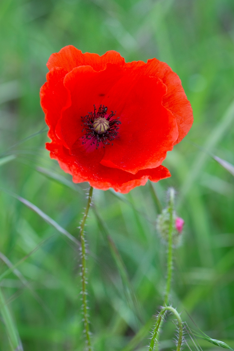 David Plant Photography - Wildlife Photography - Common poppy - C.JPG - Common poppy - Suffolk