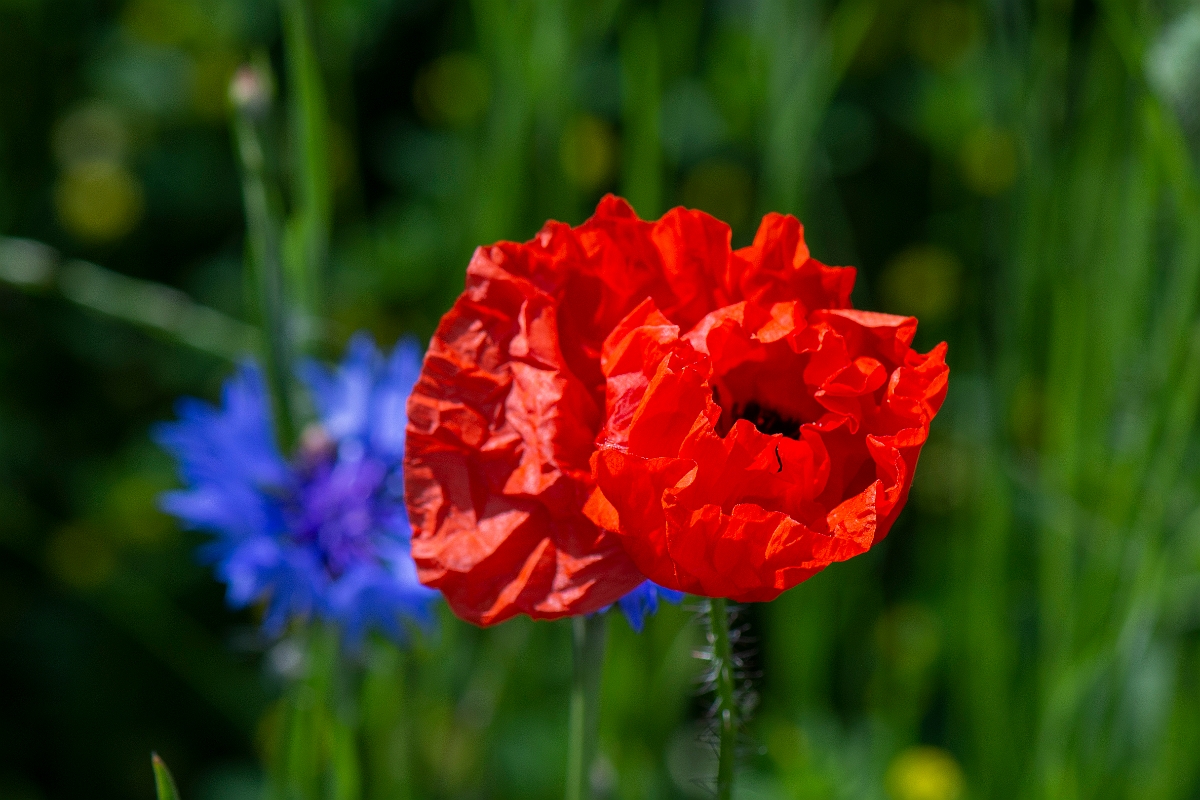David Plant Photography - Wildlife Photography - Common poppy - F.JPG - Common poppy - Oxfordshire