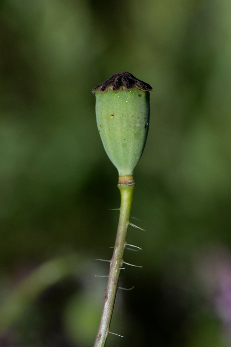David Plant Photography - Wildlife Photography - Common poppy - G.JPG - Common poppy - Kent