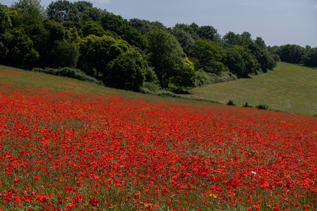 David Plant Photography - Wildlife Photography - Common poppy - I.JPG - Common poppy - Kent