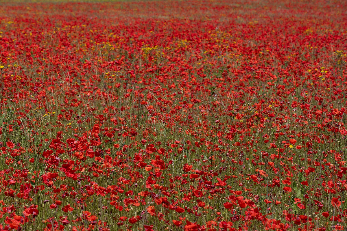 David Plant Photography - Wildlife Photography - Common poppy - J.JPG - Common poppy - Kent