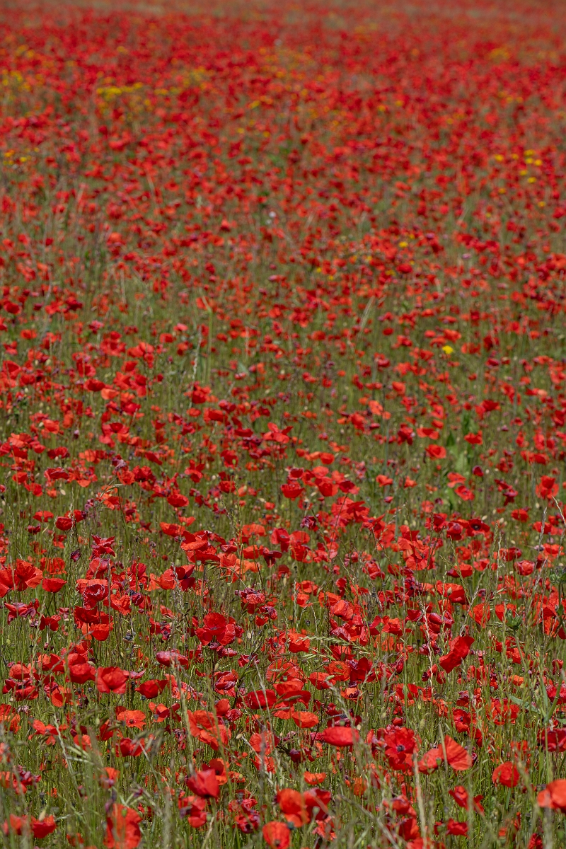 David Plant Photography - Wildlife Photography - Common poppy - K.JPG - Common poppy - Kent