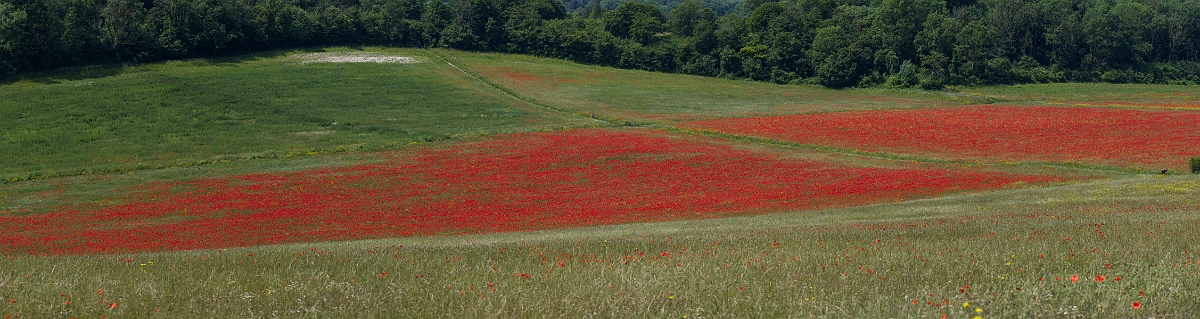 David Plant Photography - Wildlife Photography - Common poppy - L.JPG - Common poppy - Kent