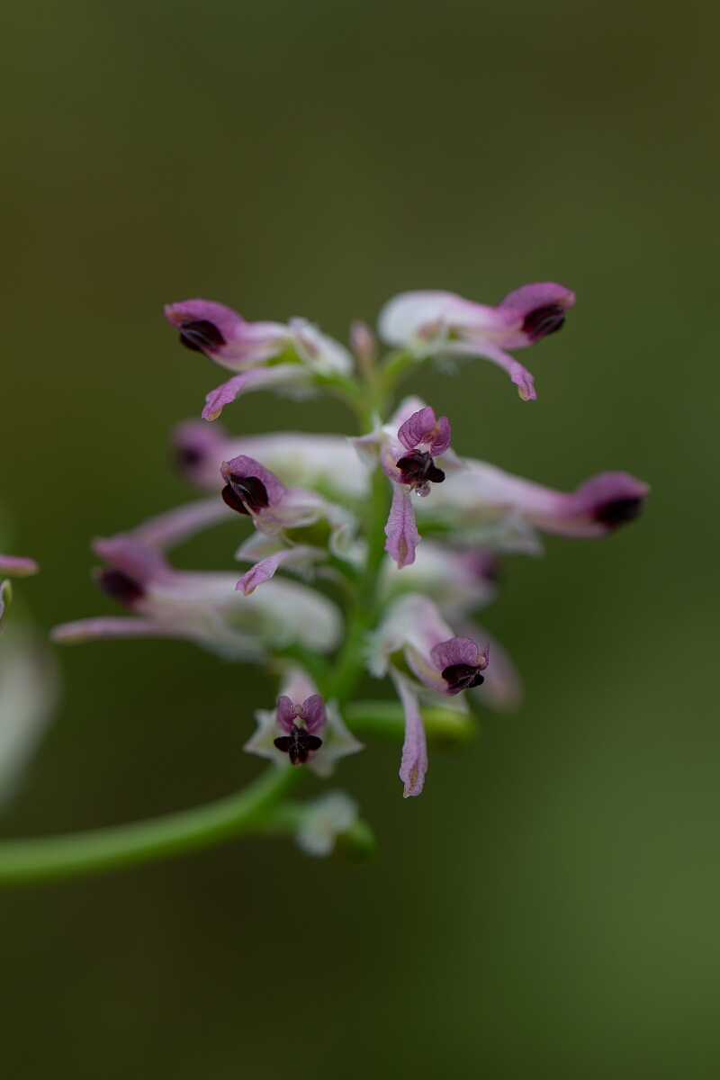 David Plant Photography - Wildlife Photography - Common ramping fumitory - A.jpg - Common ramping fumitory - Cornwall