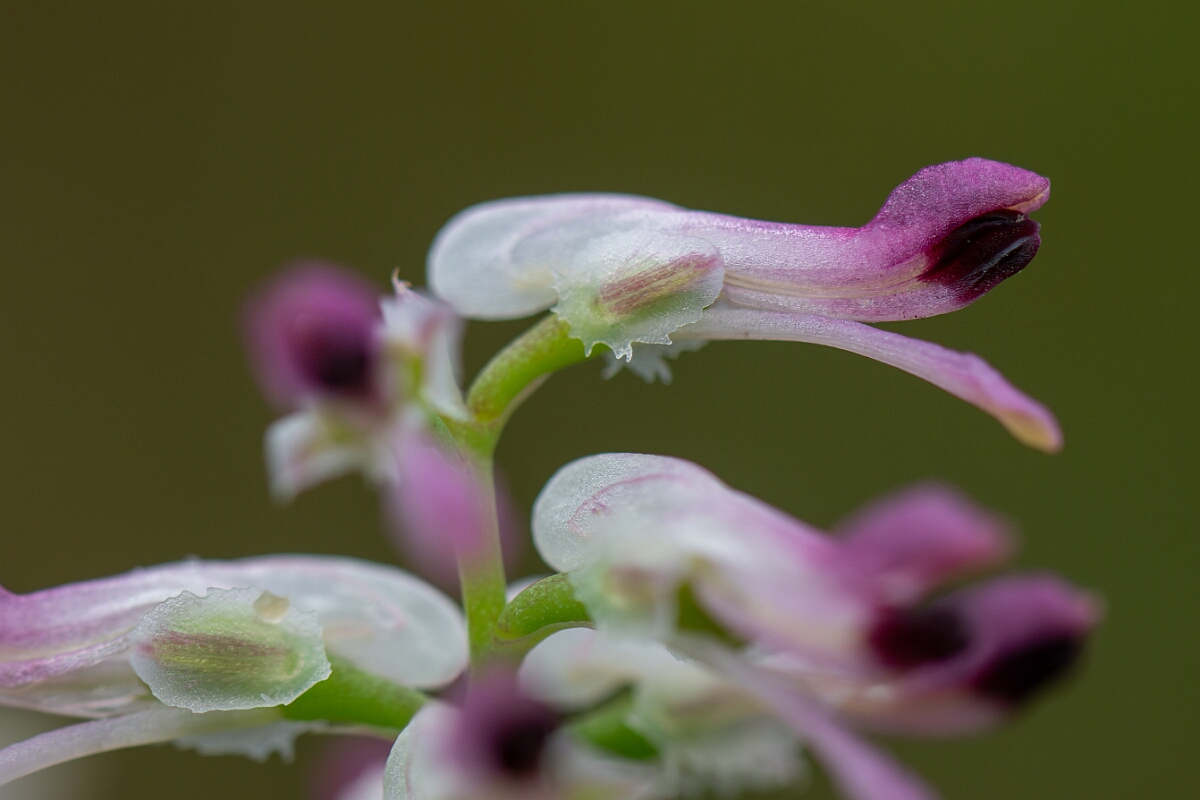 David Plant Photography - Wildlife Photography - Common ramping fumitory - B.jpg - Common ramping fumitory - Cornwall