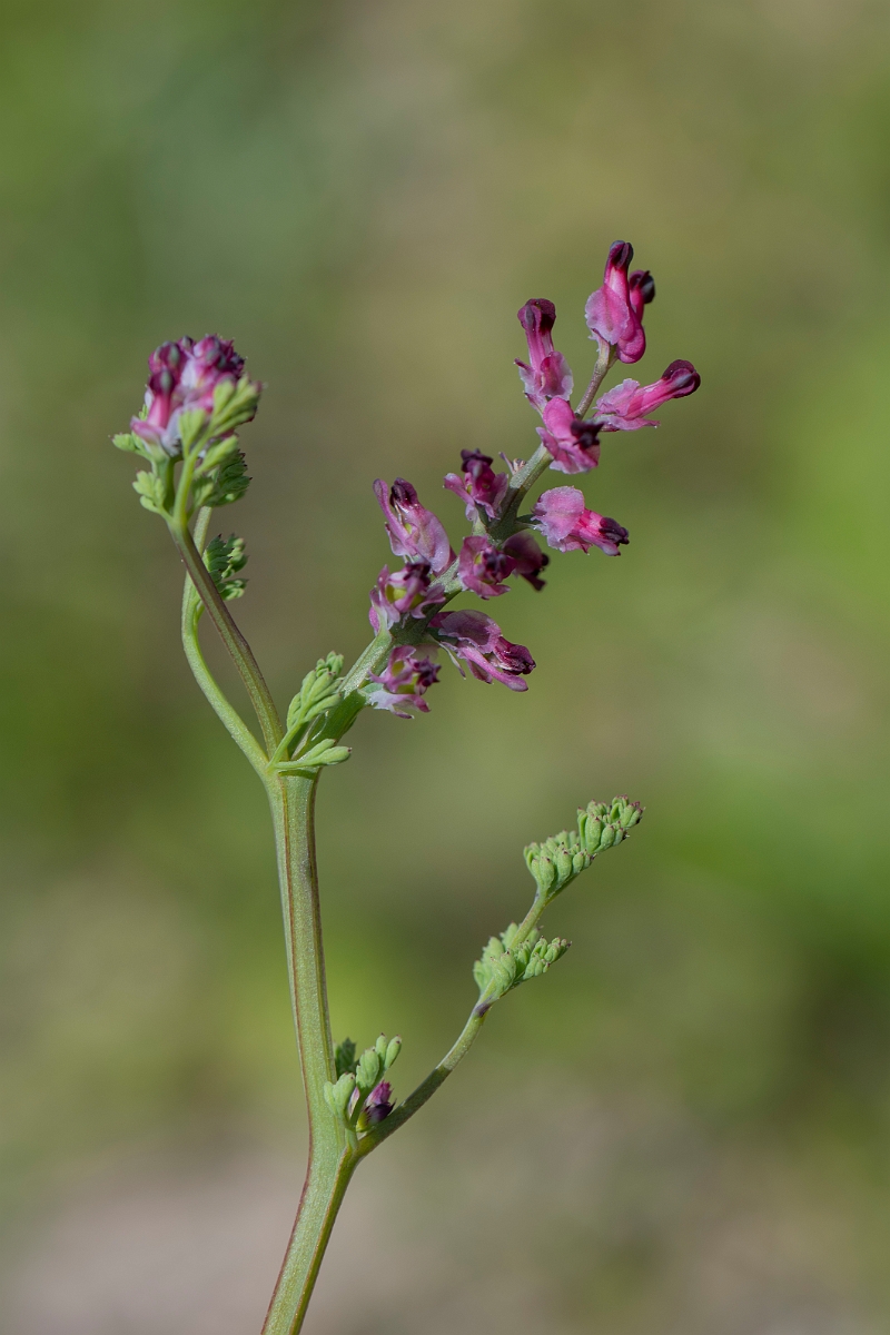 David Plant Photography - Wildlife Photography - Dense-flowered fumitory - A.JPG - Dense-flowered fumitory - Hertfordshire