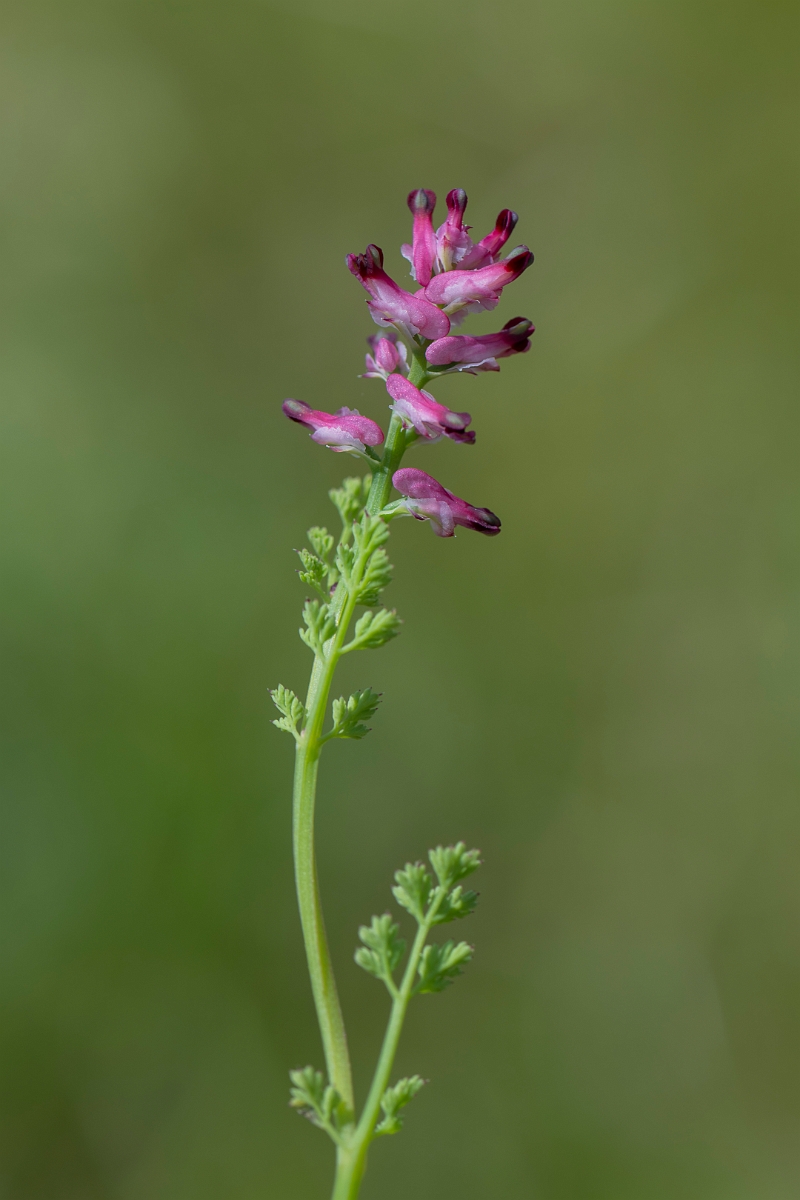 David Plant Photography - Wildlife Photography - Dense-flowered fumitory - B.JPG - Dense-flowered fumitory - Hertfordshire