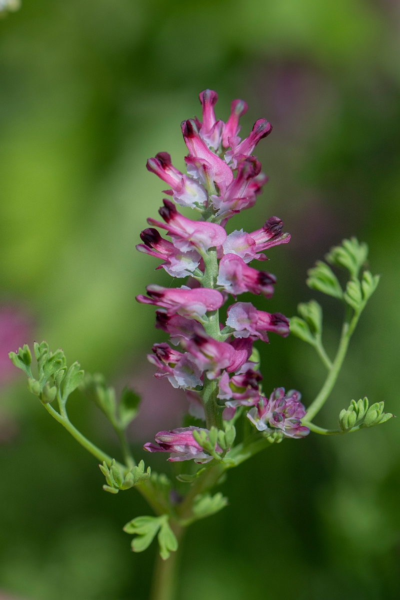 David Plant Photography - Wildlife Photography - Dense-flowered fumitory - C.JPG - Dense-flowered fumitory - Hertfordshire