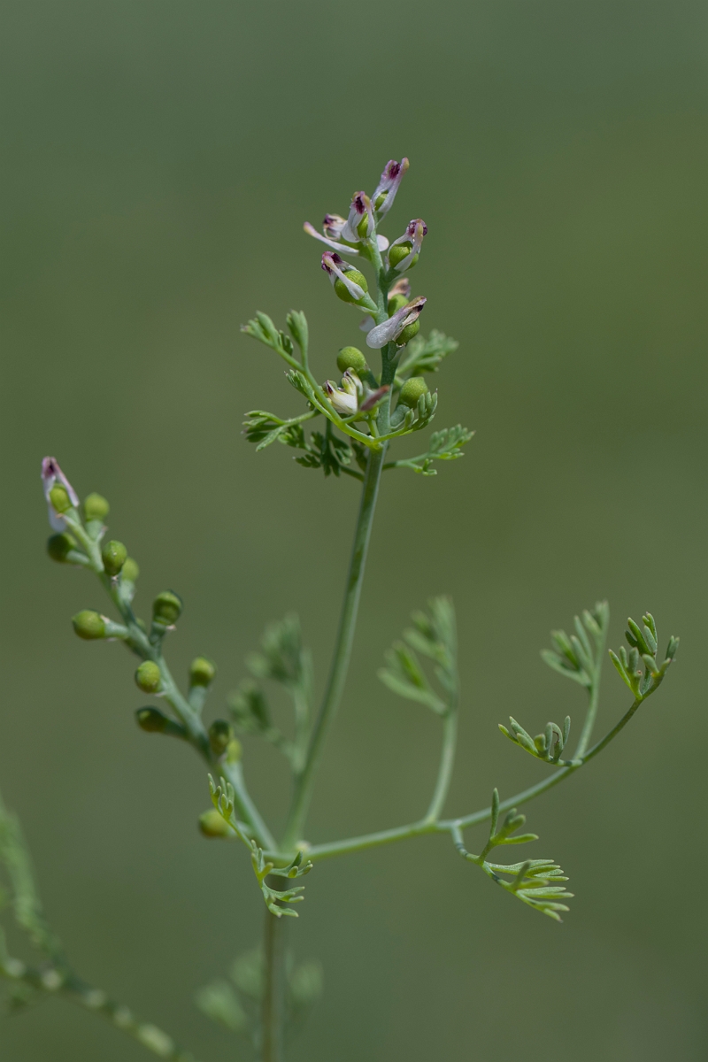 David Plant Photography - Wildlife Photography - Fine-leaved fumitory - A.JPG - Fine-leaved fumitory - Kent