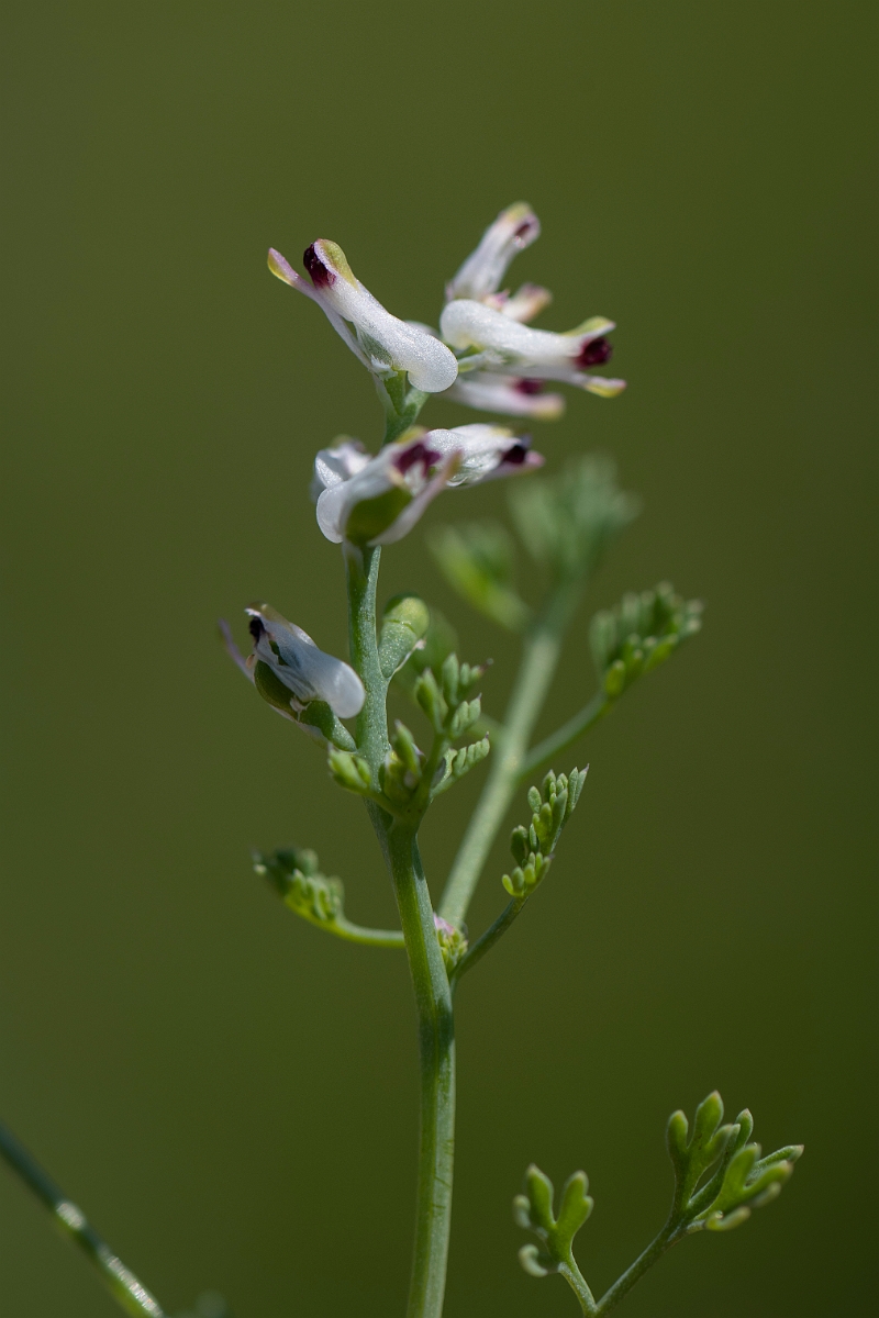 David Plant Photography - Wildlife Photography - Fine-leaved fumitory - B.JPG - Fine-leaved fumitory - Kent