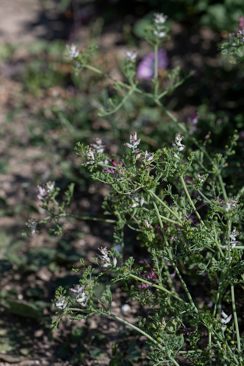 David Plant Photography - Wildlife Photography - Fine-leaved fumitory - C.JPG - Fine-leaved fumitory - Kent