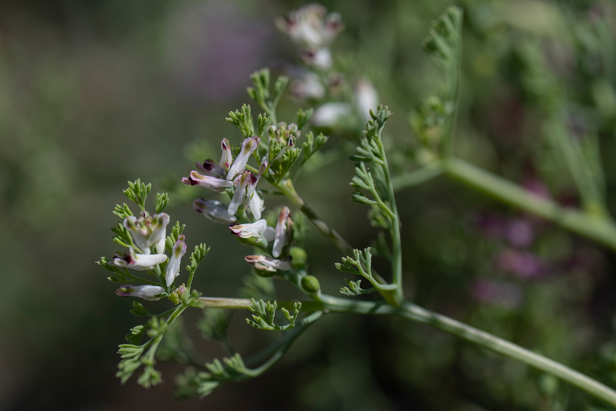 David Plant Photography - Wildlife Photography - Fine-leaved fumitory - D.JPG - Fine-leaved fumitory - Kent