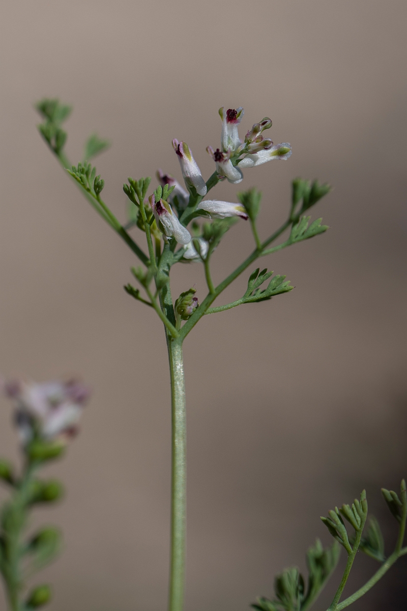 David Plant Photography - Wildlife Photography - Fine-leaved fumitory - E.JPG - Fine-leaved fumitory - Kent