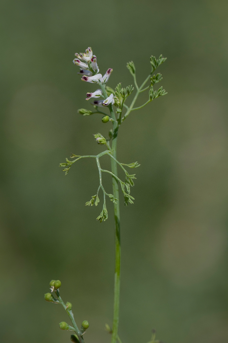 David Plant Photography - Wildlife Photography - Fine-leaved fumitory - G.JPG - Fine-leaved fumitory - Kent