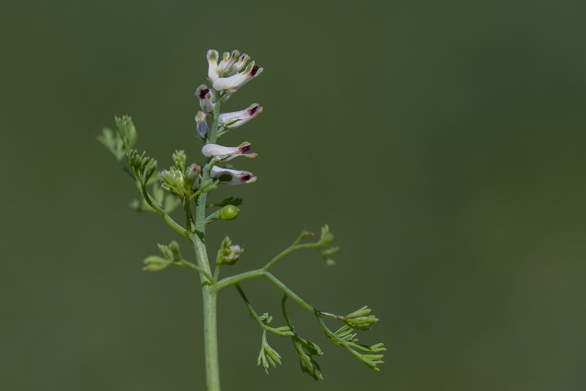 David Plant Photography - Wildlife Photography - Fine-leaved fumitory - H.JPG - Fine-leaved fumitory - Kent