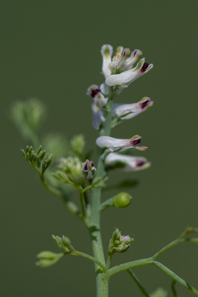 David Plant Photography - Wildlife Photography - Fine-leaved fumitory - I.JPG - Fine-leaved fumitory - Kent