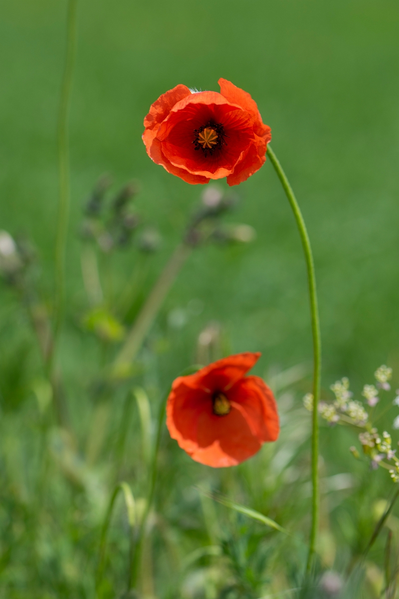 David Plant Photography - Wildlife Photography - Long-headed poppy - D.JPG - Long-headed poppy - Hertfordshire