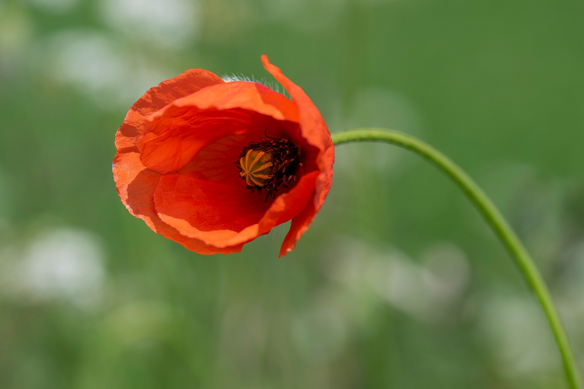 David Plant Photography - Wildlife Photography - Long-headed poppy - E.JPG - Long-headed poppy - Hertfordshire