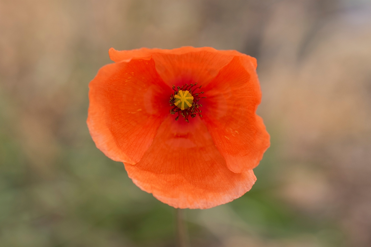 David Plant Photography - Wildlife Photography - Long-headed poppy - J.JPG - Long-headed poppy - Kent