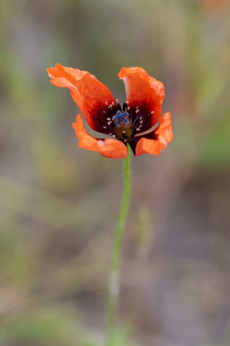 David Plant Photography - Wildlife Photography - Prickly poppy - A.jpg - Prickly poppy - Hertfordshire