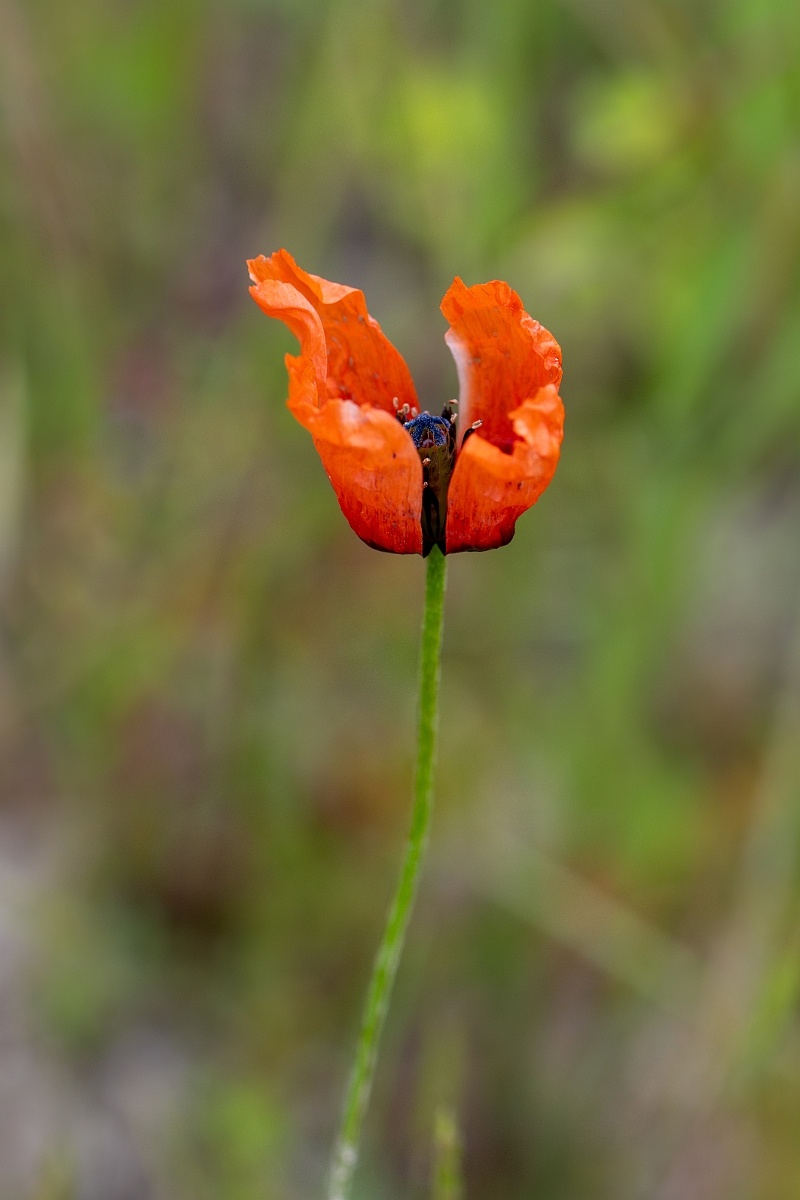 David Plant Photography - Wildlife Photography - Prickly poppy - B.jpg - Prickly poppy - Hertfordshire