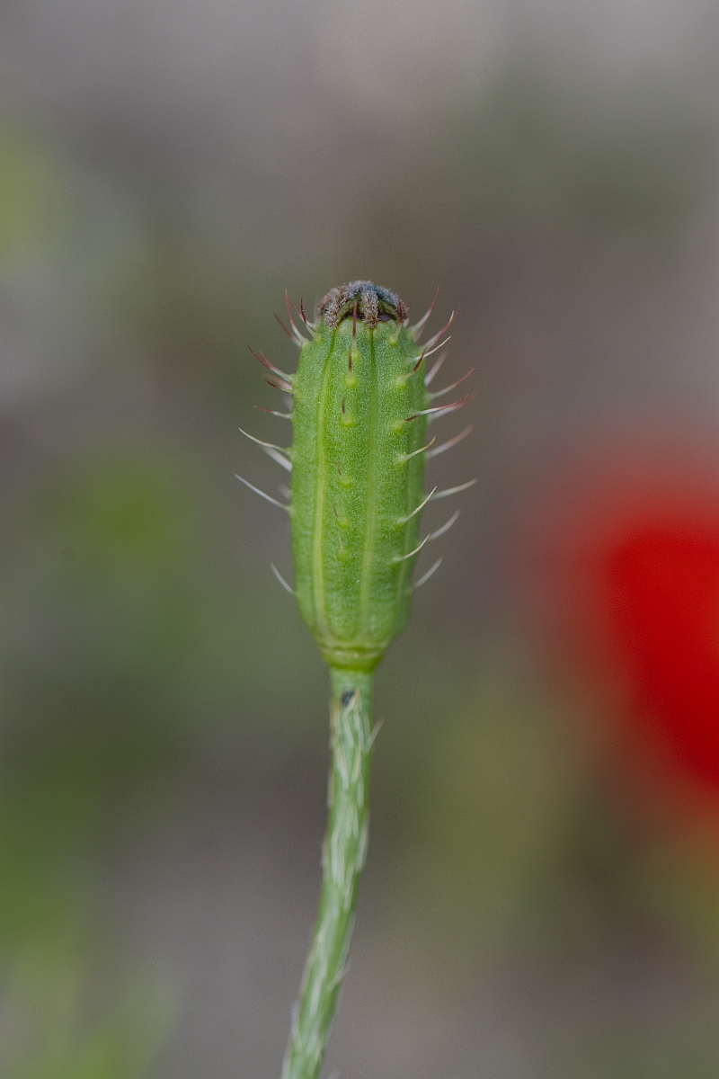David Plant Photography - Wildlife Photography - Prickly poppy - E.jpg - Prickly poppy - Hertfordshire
